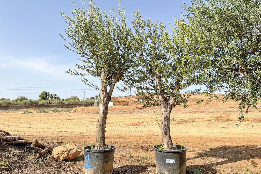 2 Olivenbäume Olea Europaea 
